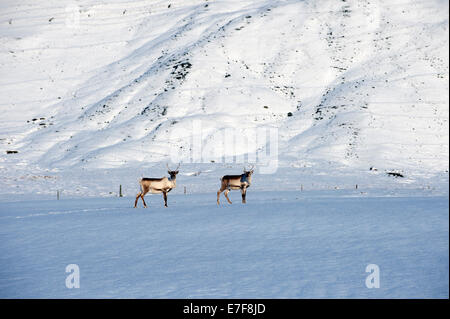 Rentiere Weiden in arktischen Landschaft Stockfoto