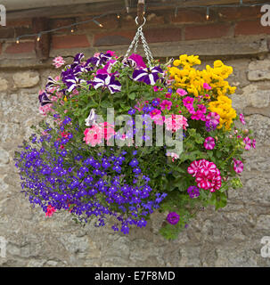 Hängenden Korb mit Masse von bunten Blumen, blaue Lobelie, rosa & violette Petunien, gelbe Calceolarias & Efeu Geranien, gegen Steinmauer