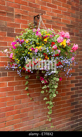 Hängenden Korb mit grünem Laub und Masse von bunten Blumen, Efeu, Geranien und Petunien, gegen roten Backsteinmauer Stockfoto