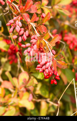 Nahaufnahme der Europäischen Berberitze (Berberis Vulgaris) Stockfoto