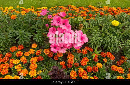 Bunter Frühling Display hell orange Französisch Ringelblumen und rosa Malven in Bad Gärten, Bakewell England Stockfoto