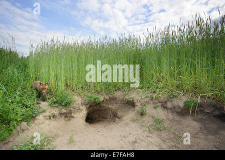 Weitwinkeleinstellung Rotfuchs Kit in der Nähe des Eingangs der Höhle. Stockfoto