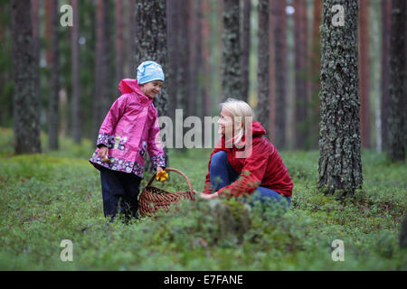 Mutter und Kind sind Pilze im Pinienwald Kommissionierung. Estland, Europa Stockfoto