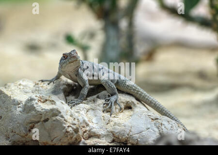 große Echse auf Stein closeup Stockfoto