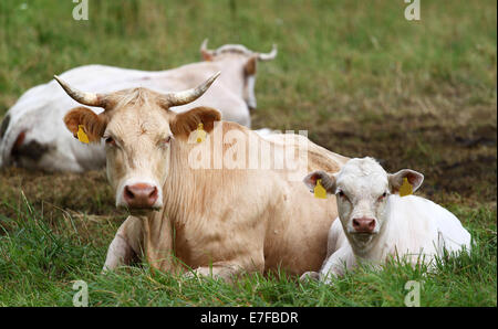 Zwei Kühe frontal Ansicht auf dem grünen Rasen mit Dritten im Hintergrund Stockfoto