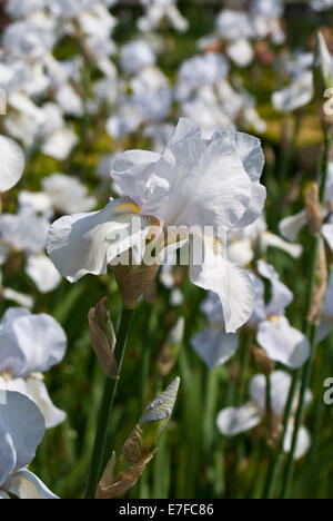 Eine Gruppe von Iris Pflanzen Stockfoto