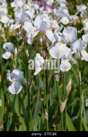 Eine Gruppe von Iris Pflanzen Stockfoto