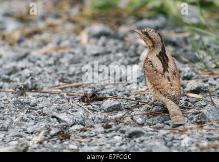 Eurasische Wendehals (Jynx Torquilla) auf Migration, Minsmere, Suffolk, UK. Stockfoto