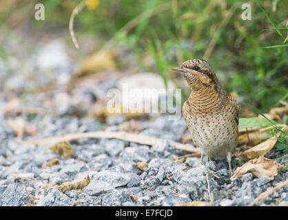 Eurasische Wendehals (Jynx Torquilla) auf Migration, Minsmere, Suffolk, UK. Stockfoto