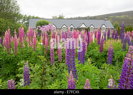 Land Haus /cottage in Schottland fast versteckt von Garten mit Massen von hohen bunten Lupinen blühen im Frühjahr. Stockfoto