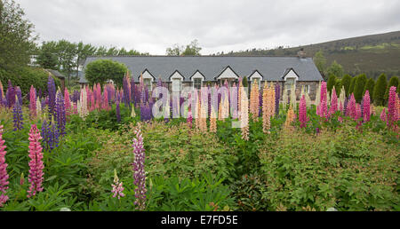 Panoramablick über Land Haus /cottage in Schottland fast versteckt von Garten mit Massen von hohen bunten Lupinen blühen im Frühjahr. Stockfoto