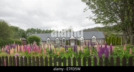 Panoramablick über Landhaus / Ferienhaus in Schottland mit Garten mit Massen von hohen bunten Lupinen blühen neben Lattenzaun Stockfoto