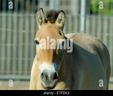 Przewalski Pferd oder Dzungarische Pferd, ist eine seltene und vom Aussterben bedrohte Unterart des Wildpferd (Equus Ferus). Stockfoto