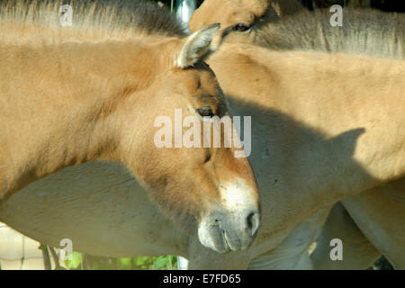 Przewalski Pferd oder Dzungarische Pferd, ist eine seltene und vom Aussterben bedrohte Unterart des Wildpferd (Equus Ferus). Stockfoto