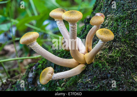 Ein junger Hallimasch Armillaria Mellea, ich denke, fotografiert in Mabie Forest, Dumfries, Scotland Stockfoto