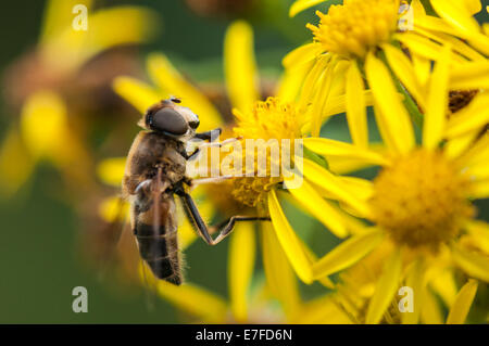 Eine Makroaufnahme einer Hoverfly, Dronefly, Eristalis Tenax, Fütterung auf Kreuzkraut, Jacobaea Vulgaris. Stockfoto