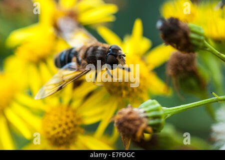 Eine Makroaufnahme einer Hoverfly, Dronefly, Eristalis Tenax, Fütterung auf Kreuzkraut, Jacobaea Vulgaris. Stockfoto