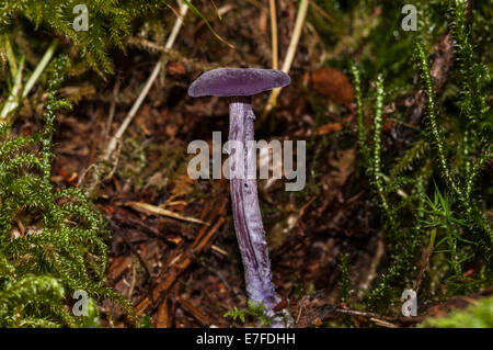 Ein Amethyst Betrüger Pilz, Lacktrichterling Amethystina, unter der Moose in Mabie Wald, Dumfries, Schottland. Stockfoto