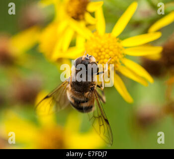 Eine Makroaufnahme einer Hoverfly, Dronefly, Eristalis Tenax, Fütterung auf Kreuzkraut, Jacobaea Vulgaris. Stockfoto