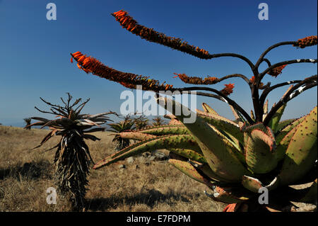 Gluckstad, KwaZulu-Natal, Südafrika, Pflanzen, Blumen und Blätter, Aloe, Aloe marlothii, indigene Pflanze, Safari, Landschaft Stockfoto