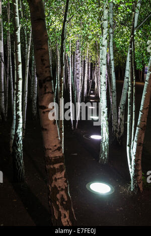 Silber-Birken (Betula Pendel) in der Nacht außerhalb der Tate Modern, Bankside, London, England, Vereinigtes Königreich Stockfoto