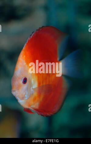 Super red Melone Diskus Stockfoto