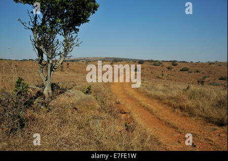 Gluckstad, KwaZulu-Natal, Südafrika, 4x4, off road Overland Track in den trockenen Grasland des Bushveld Savanne, Landschaft, Safari, Straße Stockfoto