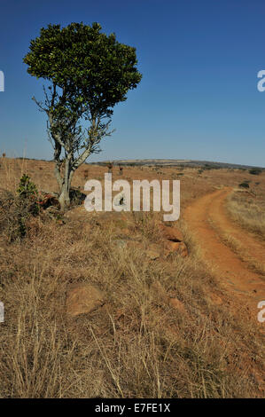 Gluckstad, KwaZulu-Natal, Südafrika, 4x4, zwei Titel weg vorbei an einsamen Baum, grasbewachsenen afrikanische Savanne, Landschaft Stockfoto