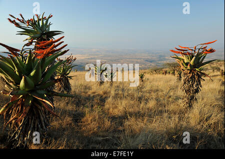 Gluckstad, KwaZulu-Natal, Südafrika, nachmittags Licht, Grünland Savanne Landschaft des südlichen Afrika, blühende Berg Aloe, Aloe marlothii Stockfoto