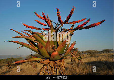 Glückstadt, KwaZulu-Natal, Südafrika, Aloe, Aloe marlothii, orange Blumen, wachsen in der südlichen afrikanischen Bushveld Savanne, Pflanzen Stockfoto