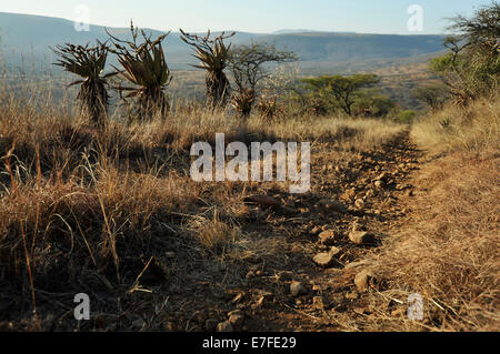 Glückstadt, KwaZulu-Natal, Südafrika, rocky, Safari, zwei Titel, Schmutz, Straße in der Wildnis der nördlichen Natal, 4x4, off road Stockfoto