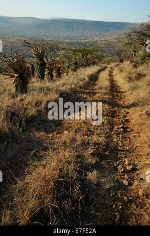 Gluckstad, KwaZulu-Natal, Südafrika, 4x4, robuste zwei Titel weg von der Straße weg in die Landschaft Wildnis, Safari, Landschaft Stockfoto