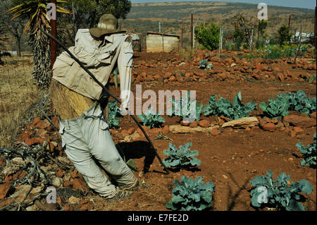 Glückstadt, KwaZulu-Natal, Südafrika, scarecrow Nächster Patch in Country Side Gemüsegarten zu erschrecken Vögel weg zu Kohl Stockfoto