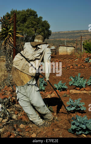 Gluckstad, KwaZulu-Natal, Südafrika, zerlumpte Vogelscheuche im Land Gemüse Garten-, Landschafts-, Objekt-, Vögel, Lebensmittelproduktion, Aufenthaltskosten, Wohn Stockfoto