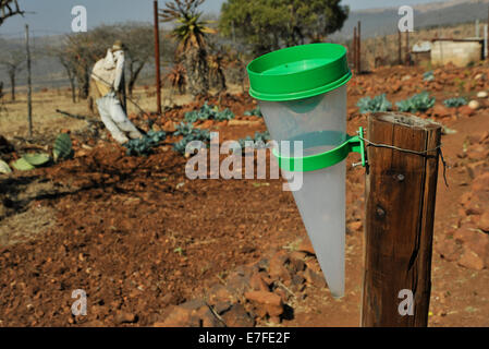 Glückstadt, KwaZulu-Natal, Südafrika, Kunststoff Regenmesser in Country Side Gemüsegarten Stockfoto