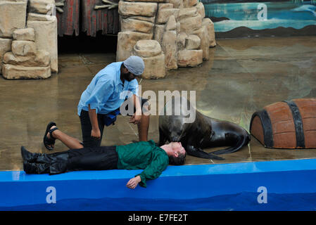 Durban, KwaZulu-Natal, Südafrika, Cape Fur Seal, Arctocephalus pusillus, mit Trainer, Wiederbelebung Ertrinkender Opfer, show, uShaka Marine World Stockfoto