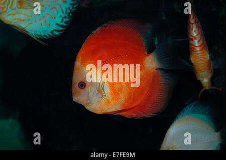 Super red Melone Diskus Stockfoto