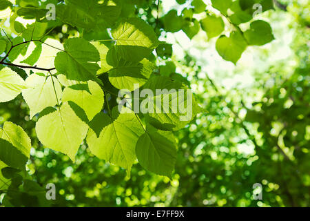 Grüne Blätter auf eine Linde im Gegenlicht Stockfoto