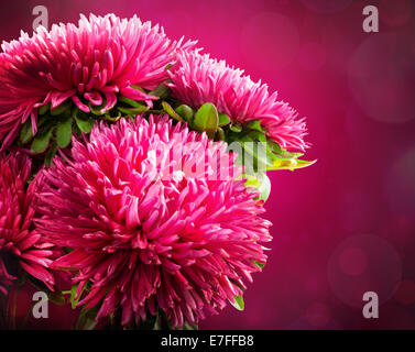 Rosa Blüten von Astern auf einen magischen Hintergrund Stockfoto