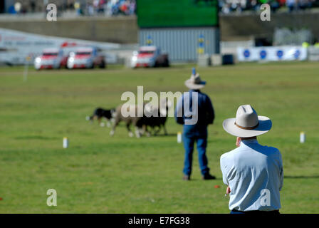 Richter, Beobachtung Sheepdog Trials, Perth, Western Australia, Australien Stockfoto