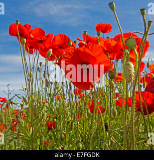 Bereich der Wildblumen, leuchtend roter Mohn, Papaver Rhoeas, mit Blüten und Samenkapseln gegen strahlend blauen Himmel in der Nähe von Warkworth Castle England Stockfoto