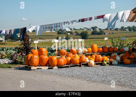 Kürbisse und Kalebassen zum Verkauf am Straßenrand in Lancaster County PA. Stockfoto