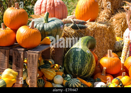 Kürbisse und Kalebassen zum Verkauf am Straßenrand in Lancaster County PA. Stockfoto