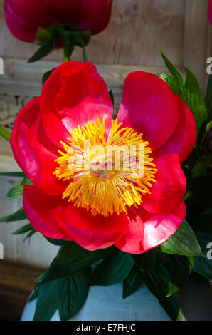 Rote Gerbera Daisy in einer vase Stockfoto