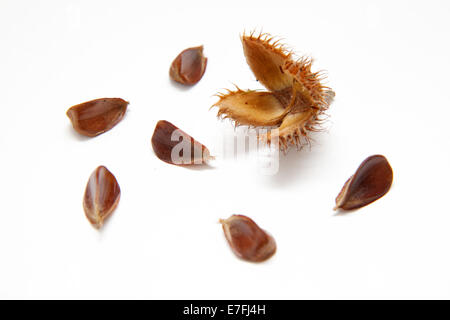 Bucheckern mit ihrer Schale. Fagus Sylvatica, gemeinsamen Baum Bucheckern., Stockfoto