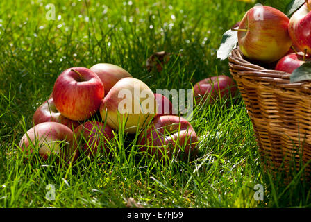 rot gereiften Äpfel mit Weidenkorb im Garten Stockfoto