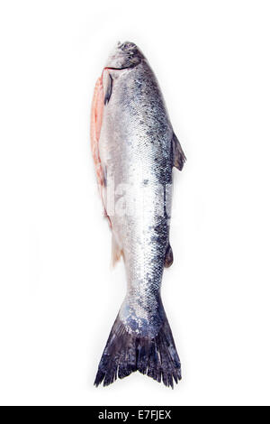 Schottische Atlantischer Lachs ( Salmo solar) ganze Fische, auf einem weißen studio Hintergrund isoliert. Stockfoto