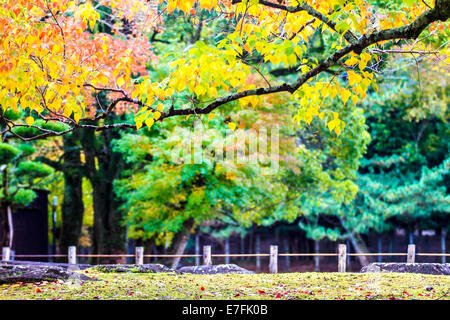 NARA, JAPAN - Nov 21: Besucher fressen wilde Rehe 21. April 2013 in Nara, Japan. Nara ist ein bedeutendes touristisches Ziel in Japan - f Stockfoto