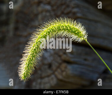 Timothy oder Fuchsschwanz Rasen Samen Kopf oder Seedhead Hintergrundbeleuchtung durch die Sonne vor die Protokolle einer Blockhütte in Virginia Stockfoto