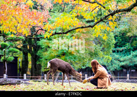 NARA, JAPAN - Nov 21: Besucher fressen wilde Rehe 21. April 2013 in Nara, Japan. Nara ist ein bedeutendes touristisches Ziel in Japan - f Stockfoto